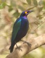 /album/photogallery/purple-glossy-starling-marakissa-gambia-jpg/